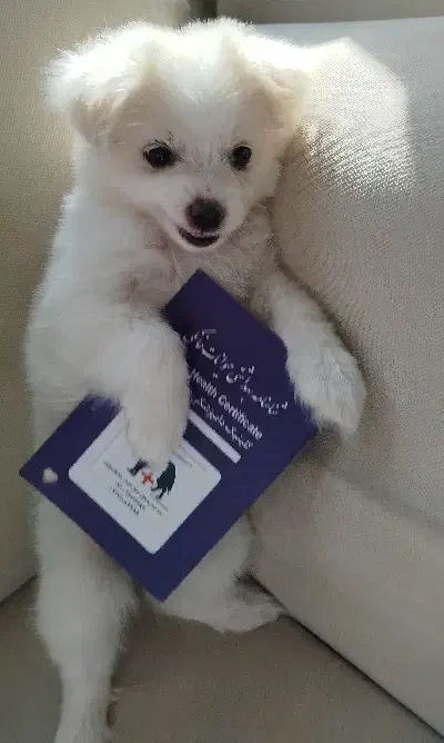 سگ پامر اشپیتز|سگ|صدرا-فارس, فاز ۱|دیوار