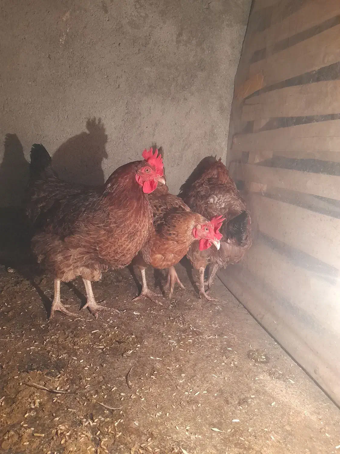 مرغ تخمگذار|حیوانات مزرعه|مشهد, بهمن|دیوار