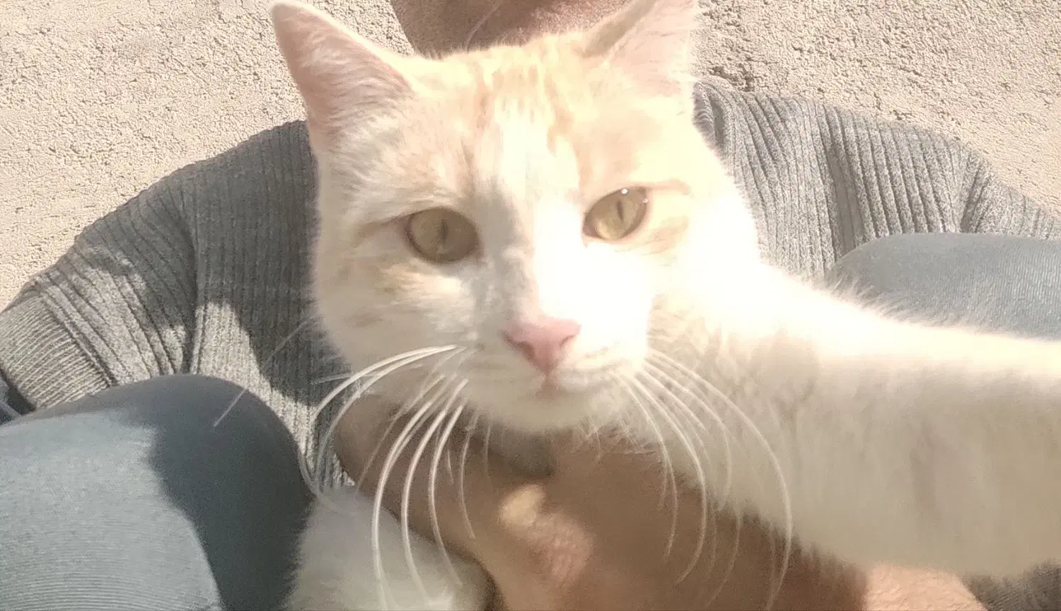 گمشده|گربه|زابل, |دیوار