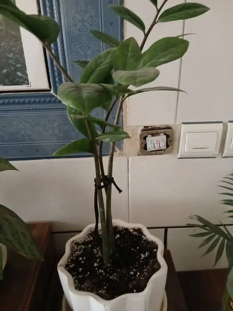 گل و گلدون|گل و گیاه طبیعی|فلاورجان, |دیوار