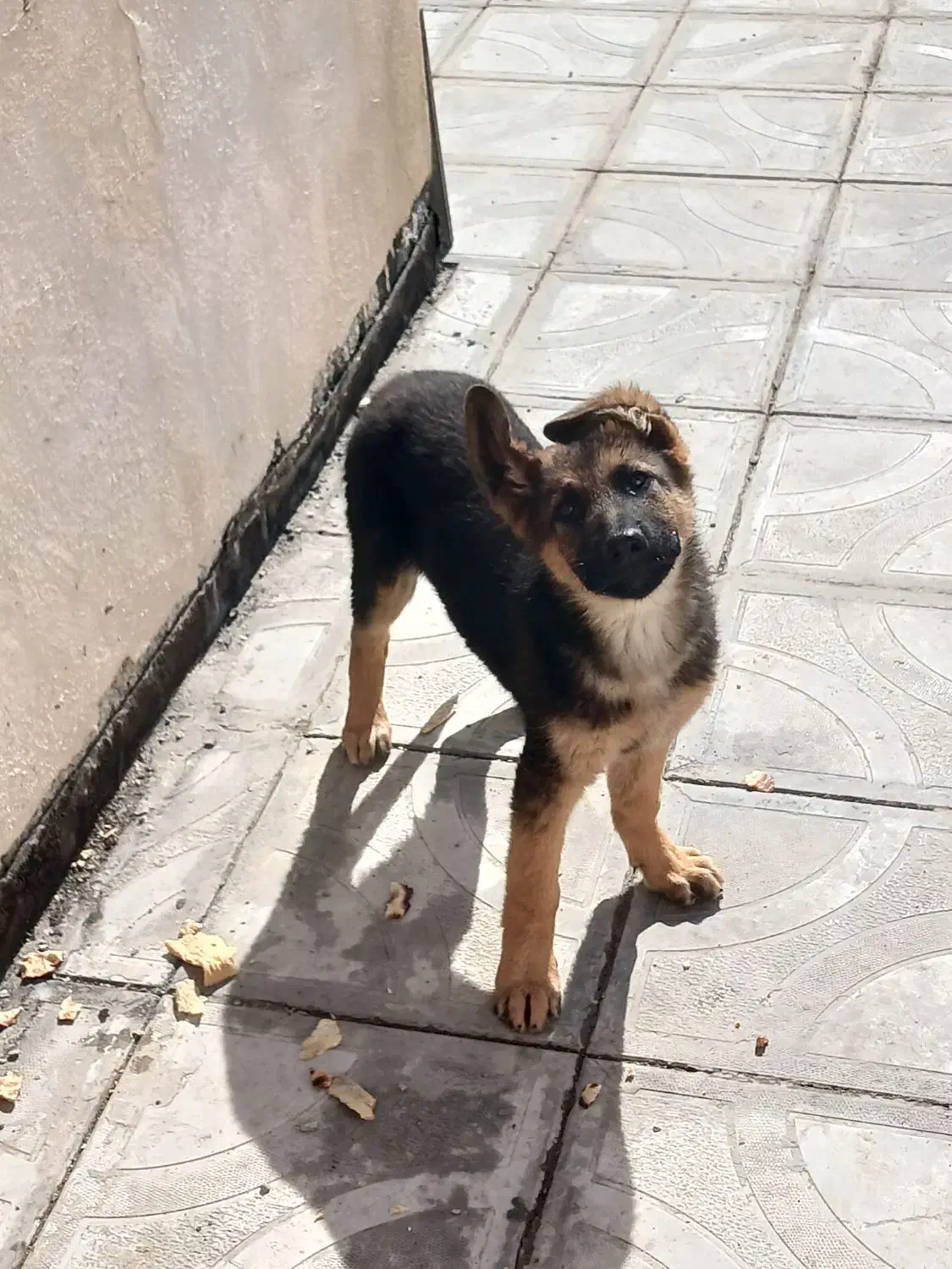 سگ ژرمن|سگ|تربت‌حیدریه, مظفریه|دیوار