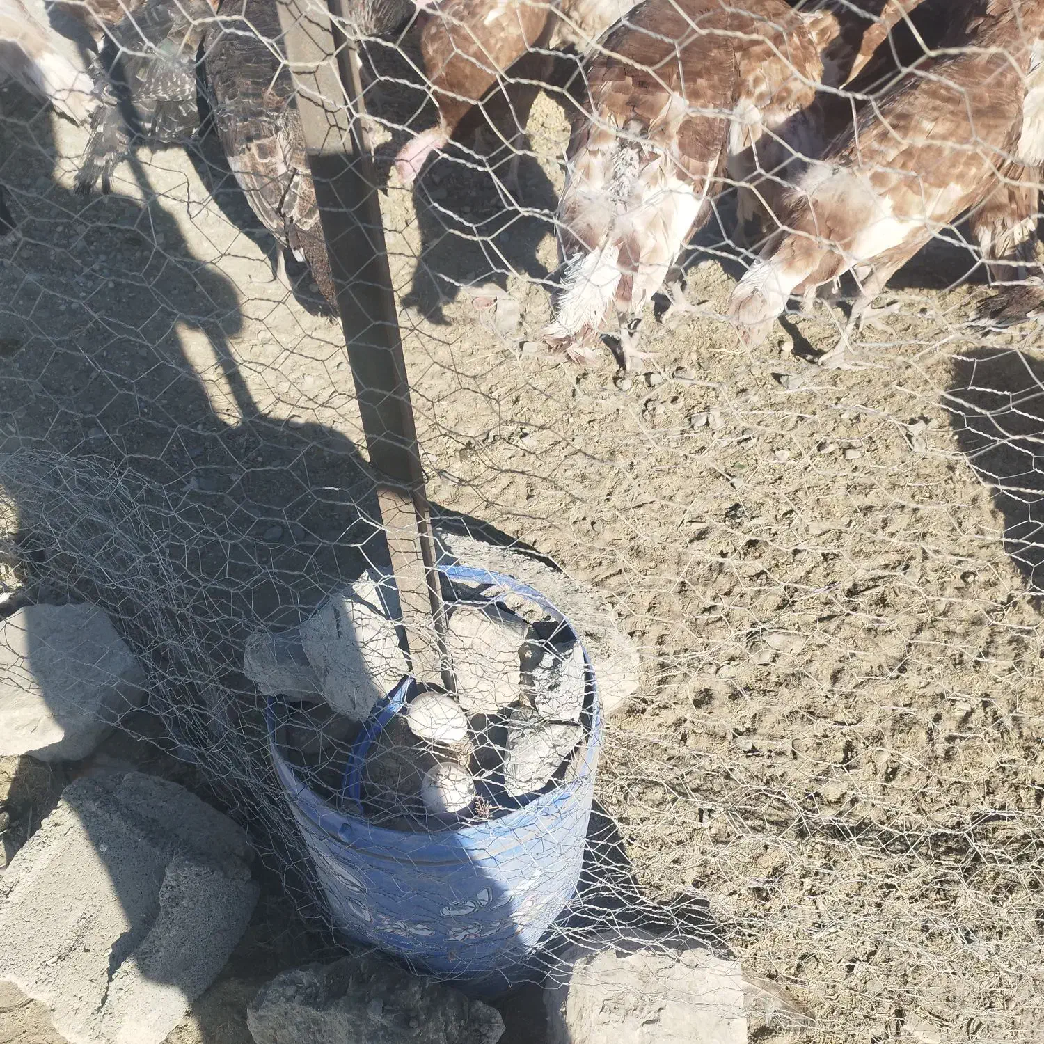 فروش فوری بوقلمون محلی|حیوانات مزرعه|بوکان, |دیوار