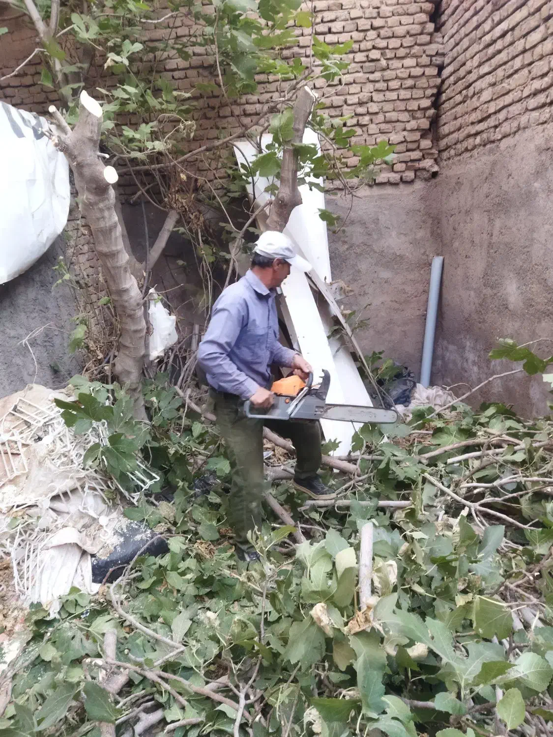 قطع و هرس اصولی درختان با اره برقی|خدمات باغبانی و درختکاری|نیشابور, فیض آباد|دیوار