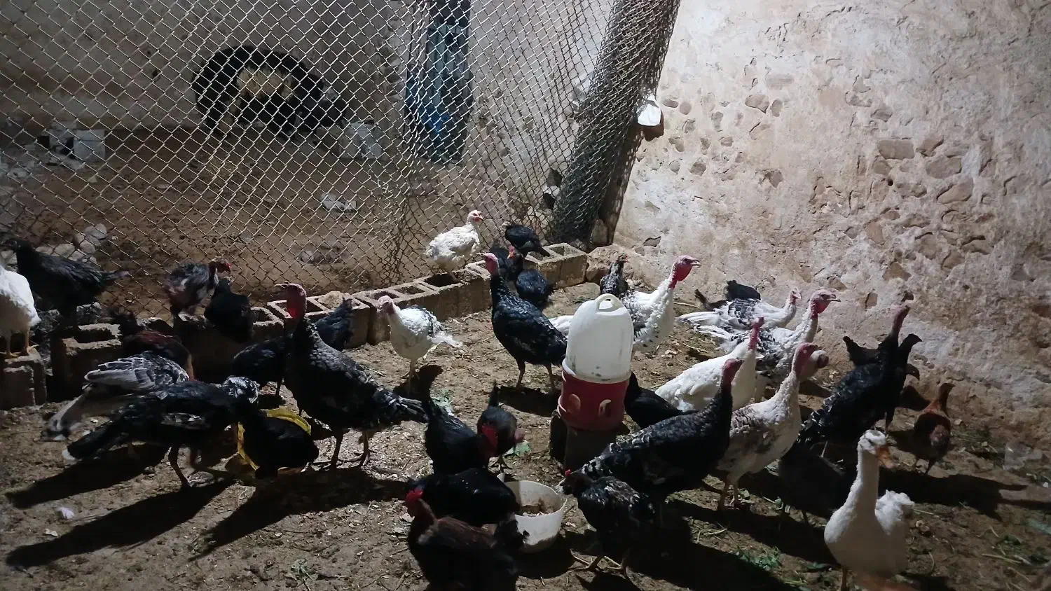 بوقلمون محلی،جوجه خروس،باری|حیوانات مزرعه|کازرون, |دیوار