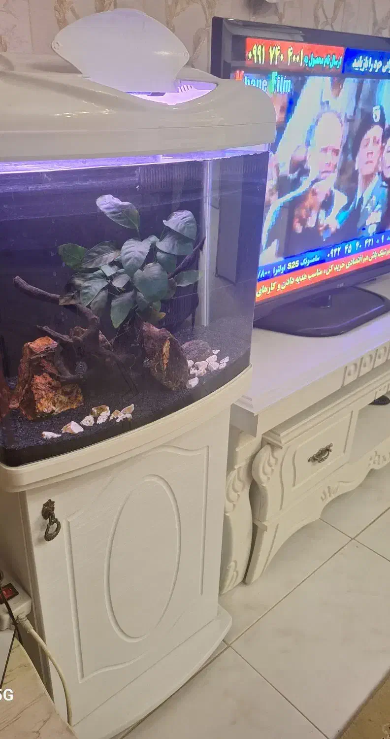 آکواریوم شرکتی،با وسایل|ماهی|مشهد, امیریه|دیوار