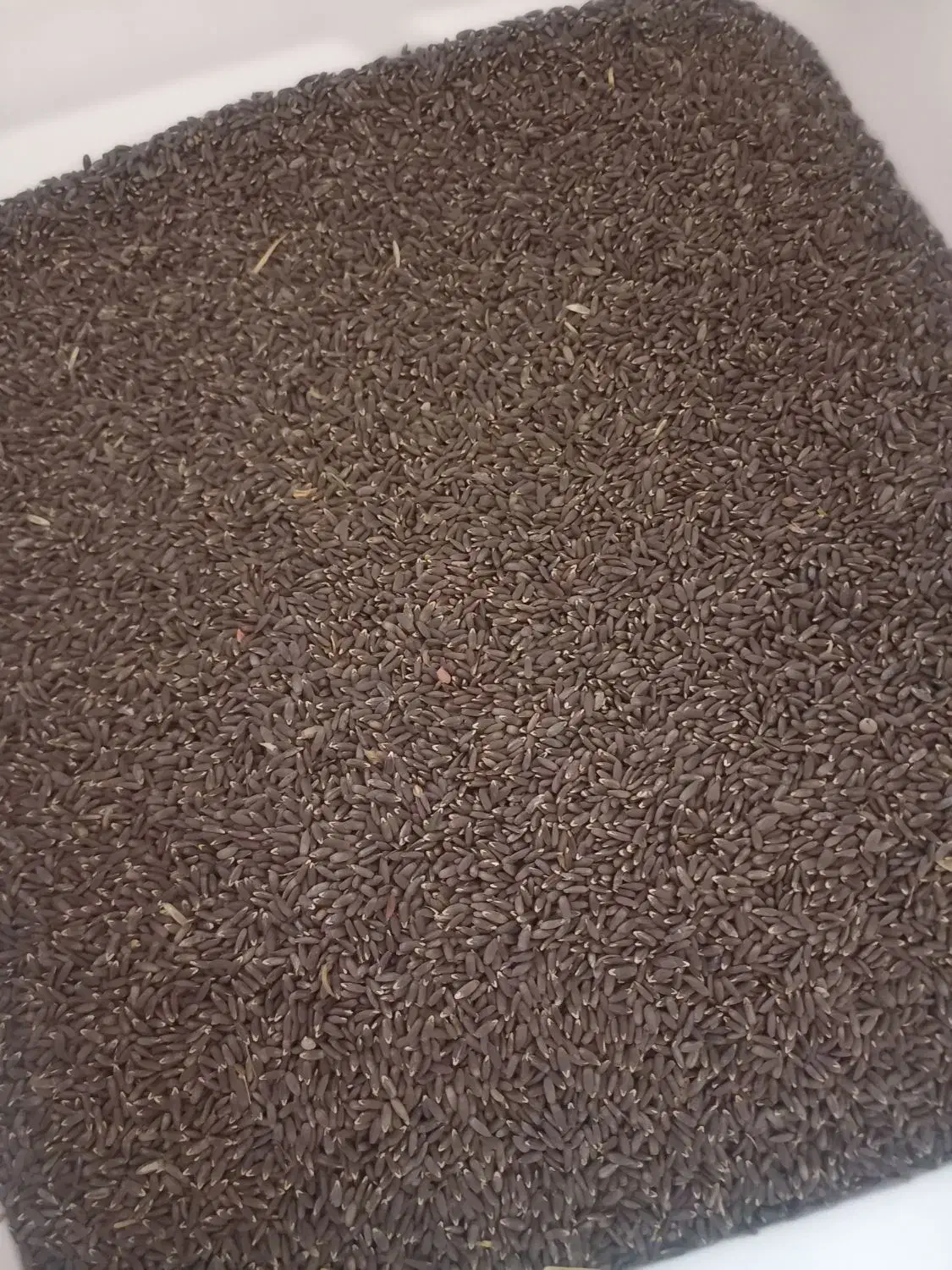 کنجد سیاه|خوردنی و آشامیدنی|چگنی, |دیوار