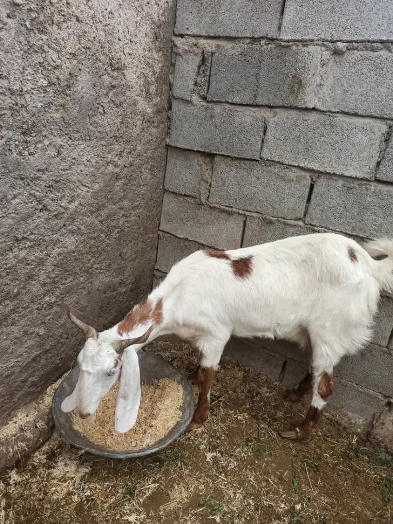 بز.|حیوانات مزرعه|بمپور, |دیوار