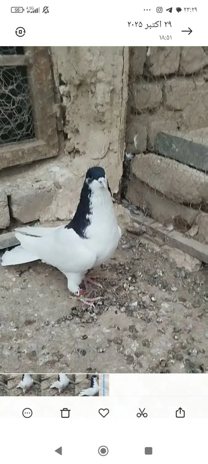 شصتی سیاه نر آس|پرنده|تاکستان, |دیوار