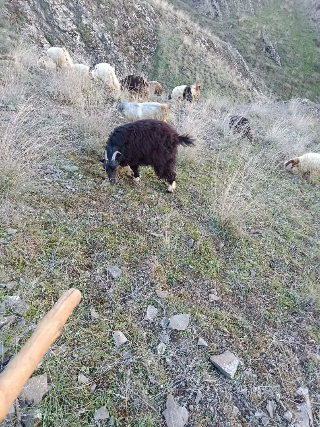 ۵۰ عدد بزغاله نرماده|حیوانات مزرعه|اهر, |دیوار