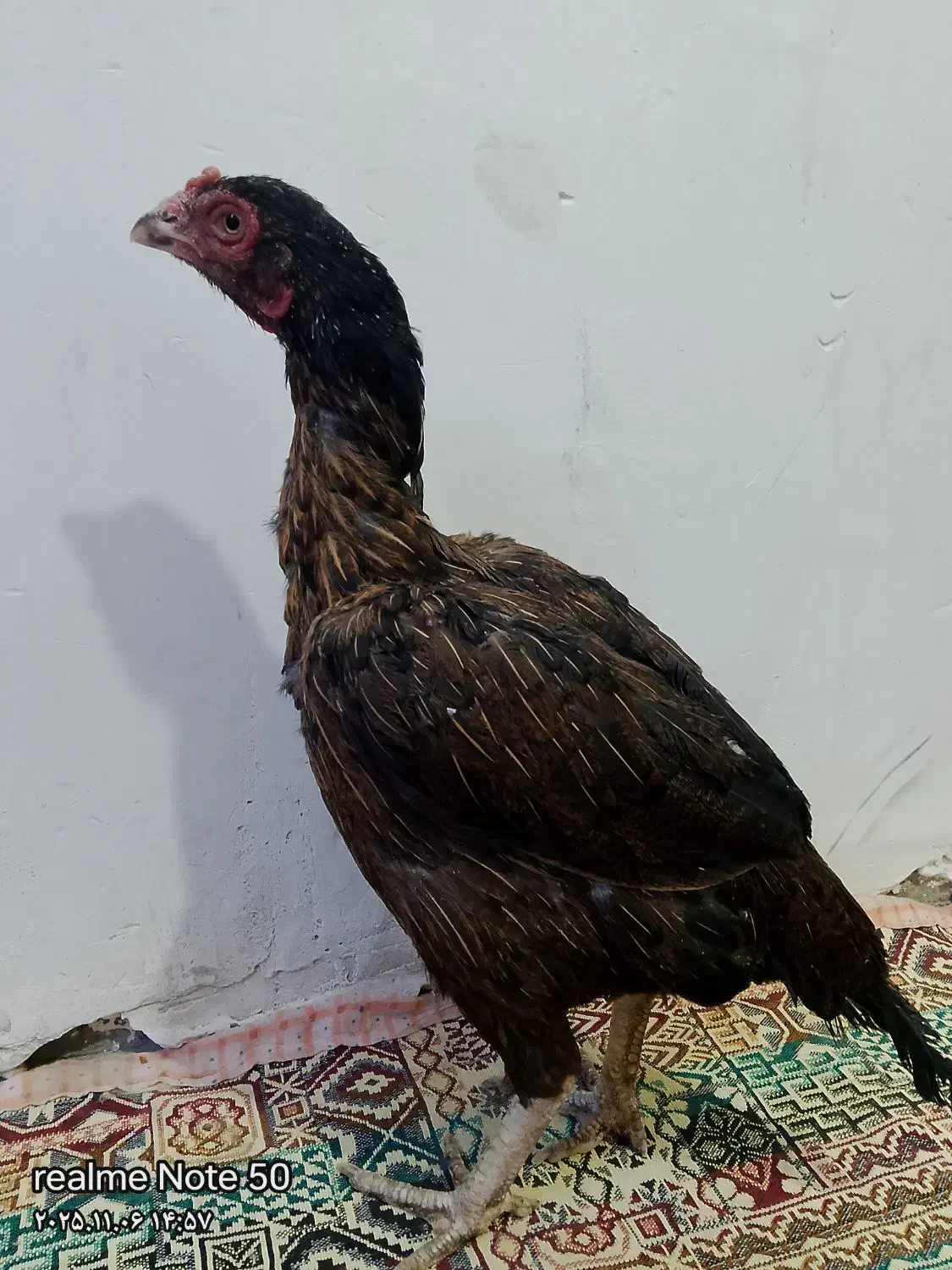 خروس و ماکیان|حیوانات مزرعه|سراوان, |دیوار