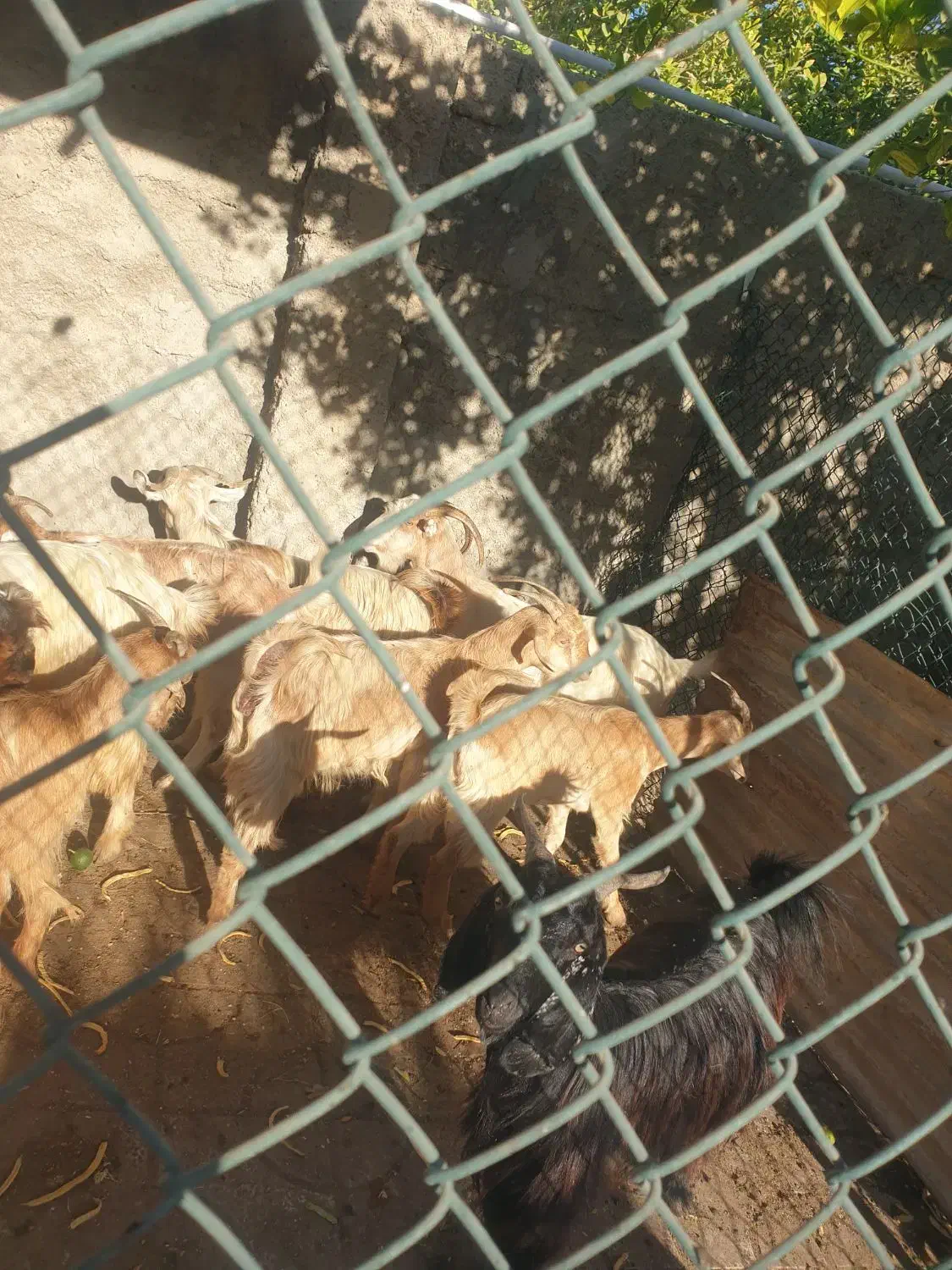 بز پازن و ماده|حیوانات مزرعه|بندر گناوه, |دیوار