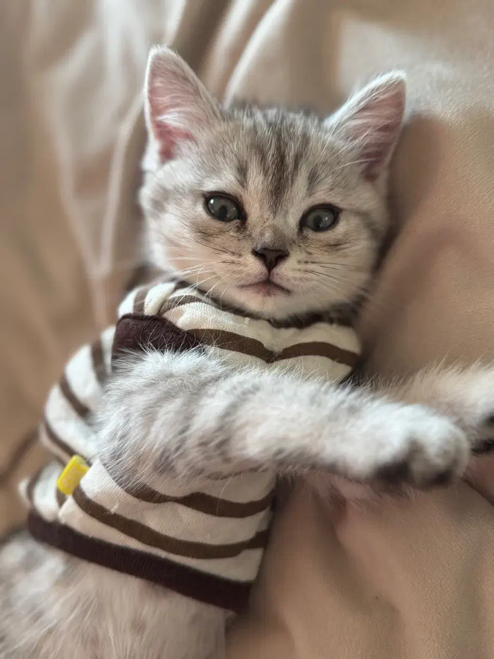 بچه گربه|گربه|اندیشه, اندیشه فاز ۶|دیوار