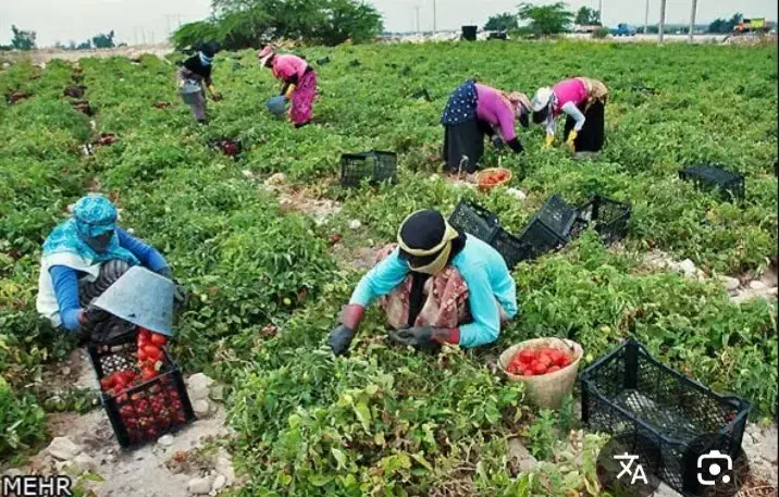 سرکارگر کشاورزی  چیدن سیب زمینی پیاز  گوجه.زعفران|خدمات باغبانی و درختکاری|کرمانشاه, |دیوار