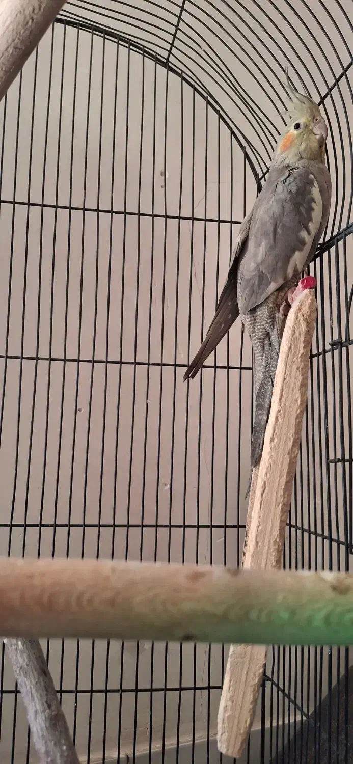 پرنده عروس هلندی|پرنده|مشهد, قائم|دیوار