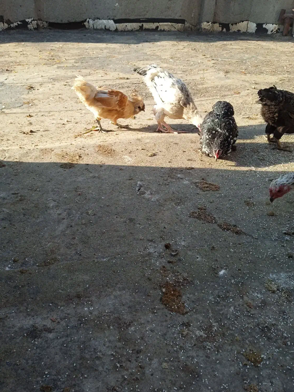 تخم نطفه دار|حیوانات مزرعه|مشهد, وحید|دیوار