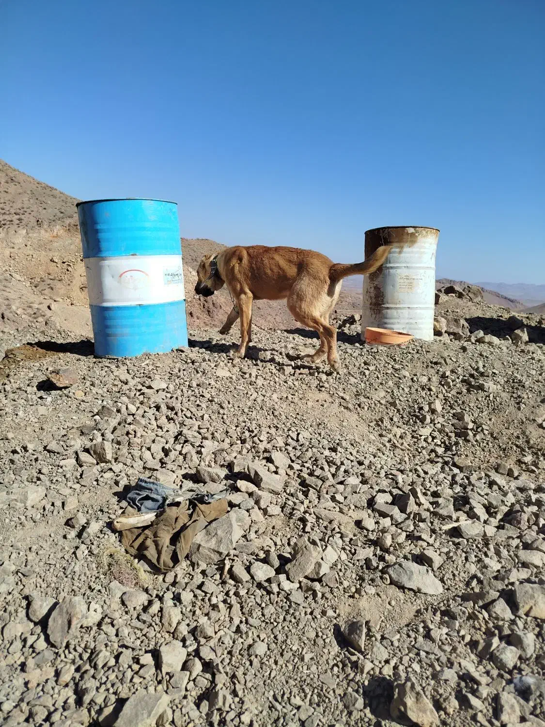 سگ سرابی|سگ|خوسف, |دیوار