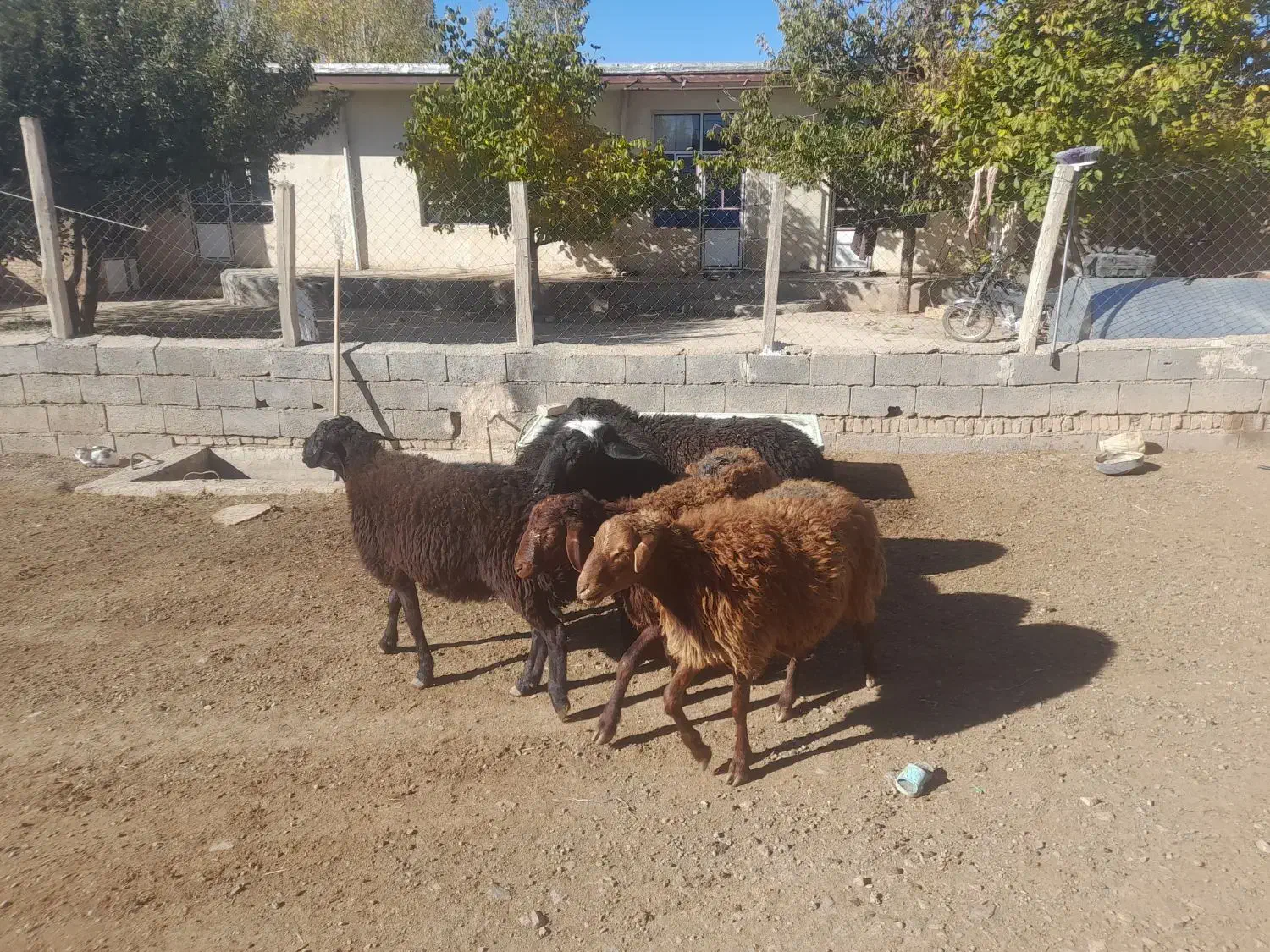 گوسفند نر|حیوانات مزرعه|مهربان, |دیوار