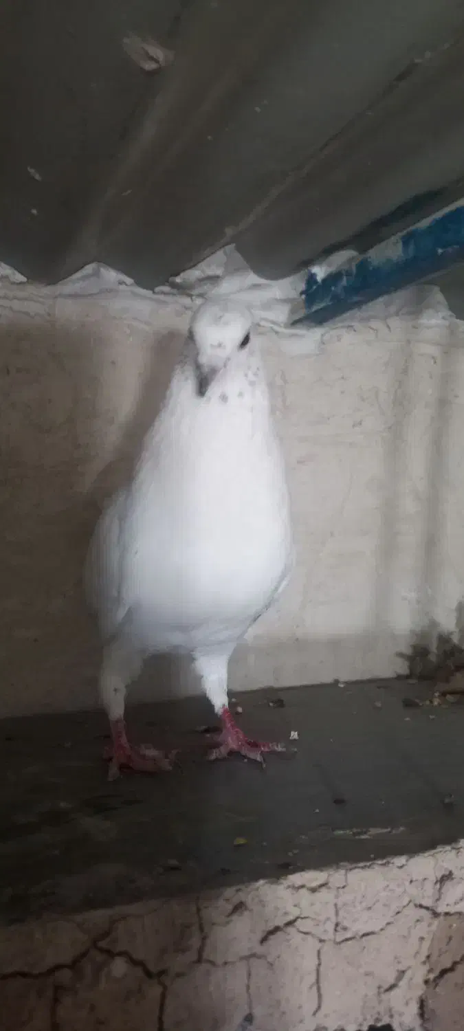 کفتر پتی واله|پرنده|ماهدشت, |دیوار