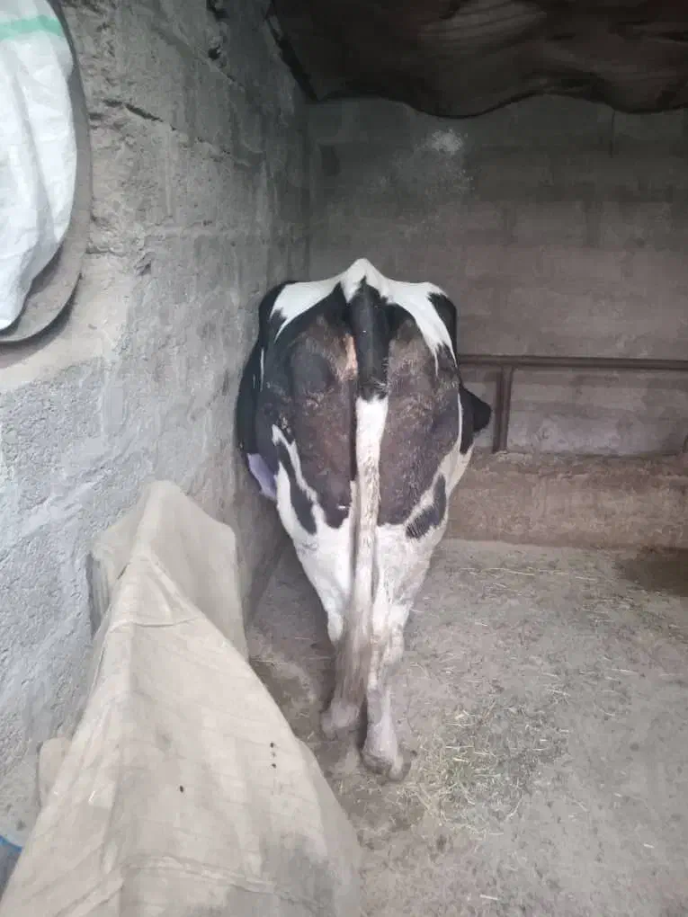 گاو آبستن گاو شیری|حیوانات مزرعه|نشتارود, |دیوار