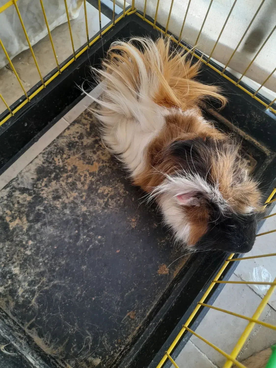 خوکچه هندی موبلند|موش و خرگوش|تهران, هفت چنار|دیوار