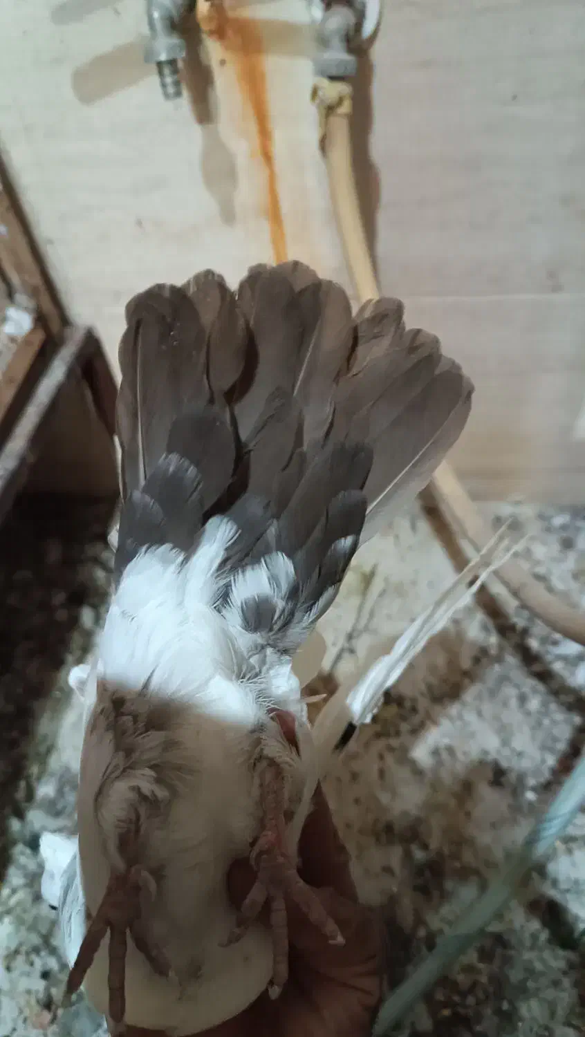 کبوتر|پرنده|اهواز, کوی منابع طبیعی|دیوار