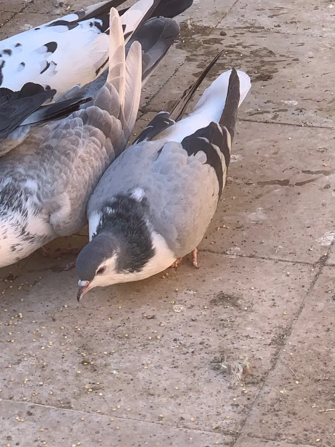 ساده امری|پرنده|سبزوار, جوادیه شرقی|دیوار