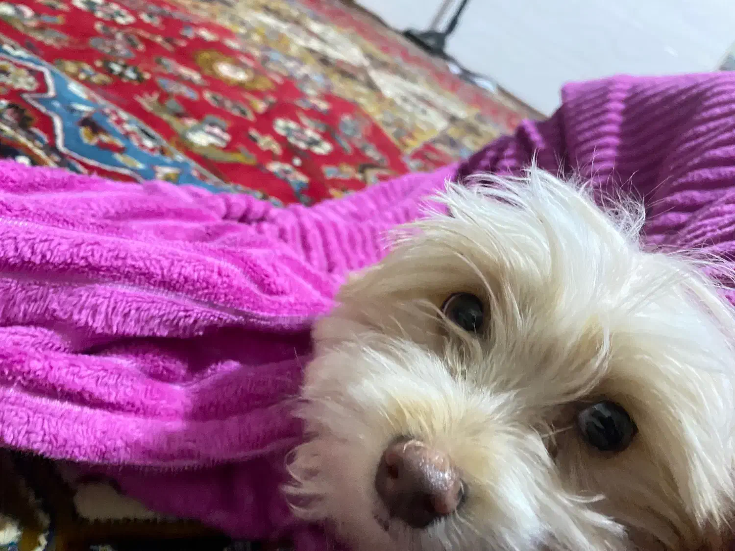 توله سگ پودل|سگ|هشتگرد, شهرک اقدسیه|دیوار