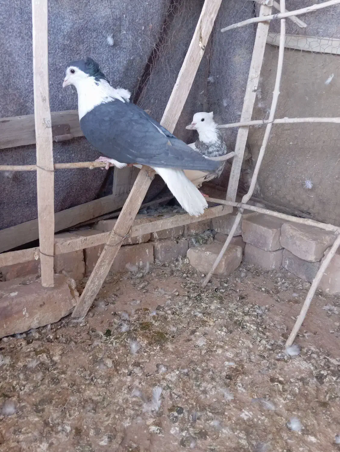 طوقی ساده|پرنده|خوسف, |دیوار