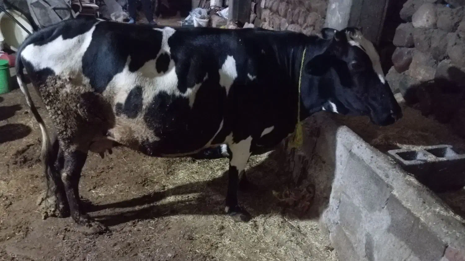 گاو|حیوانات مزرعه|نظر کهریزی, |دیوار