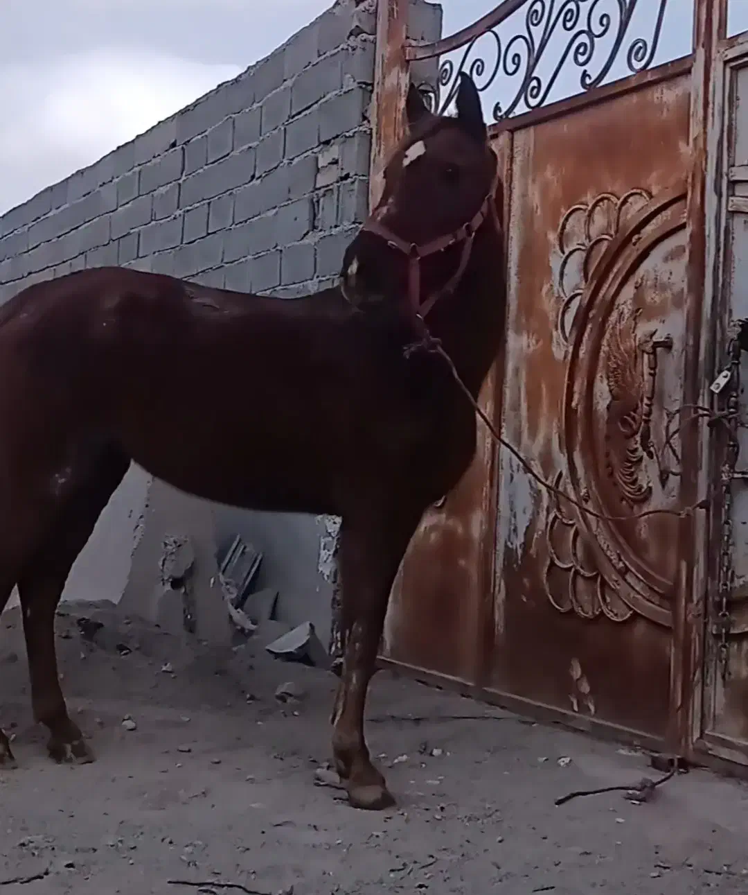 اسب مادیون عرب ایرانی|اسب و تجهیزات اسب‌سواری|شاهدشهر, |دیوار