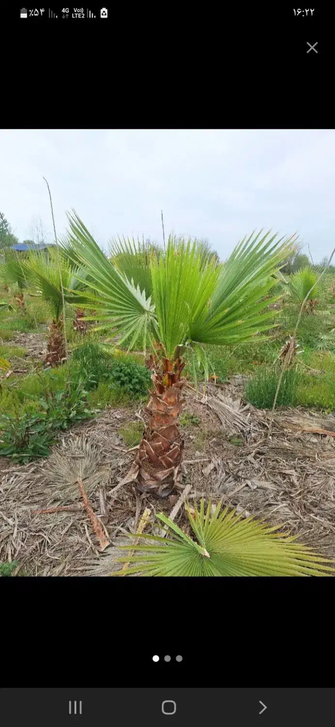 نهال میوه همجوره مرکبات|گل و گیاه طبیعی|سیاهکل, |دیوار
