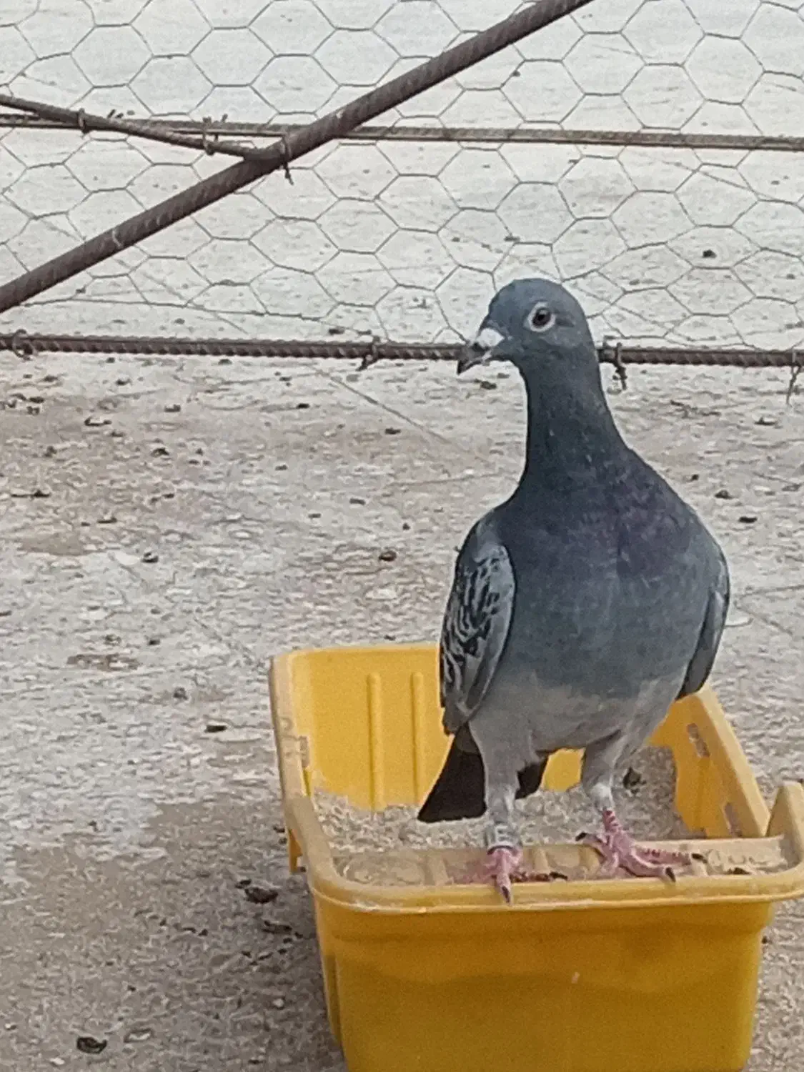 چهار عدد کبوتر جوان گرفتنی|پرنده|خورموج, |دیوار