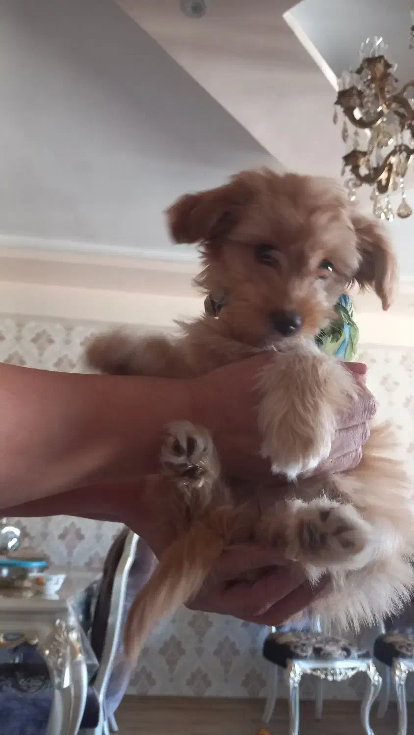 سگ شیتزو پامر|سگ|تبریز, |دیوار