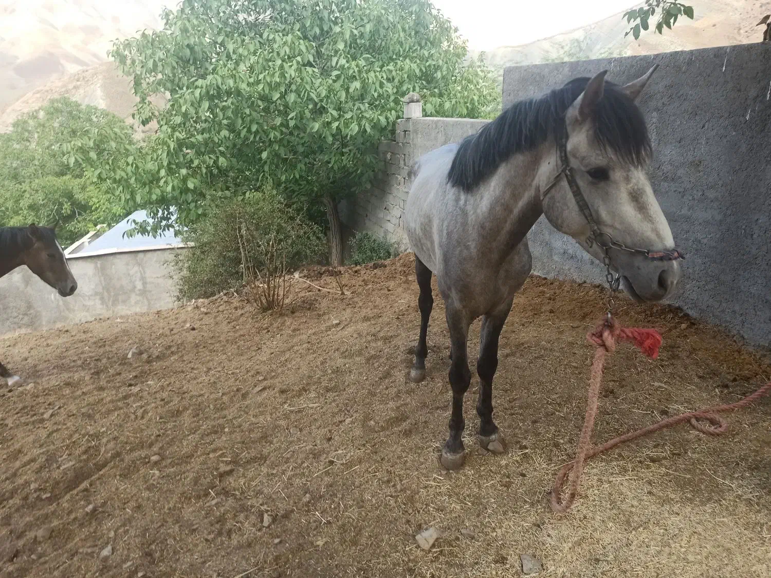 تعدادی الاغ اسب کره مادیون|حیوانات مزرعه|لواسان, |دیوار