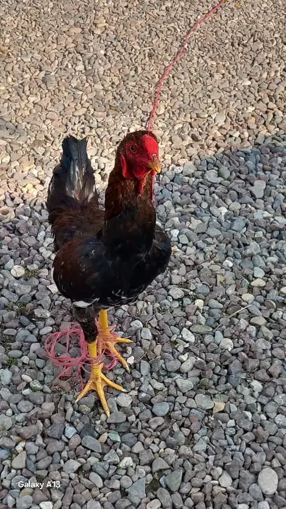 خروس لاری|حیوانات مزرعه|آستانه اشرفیه, |دیوار