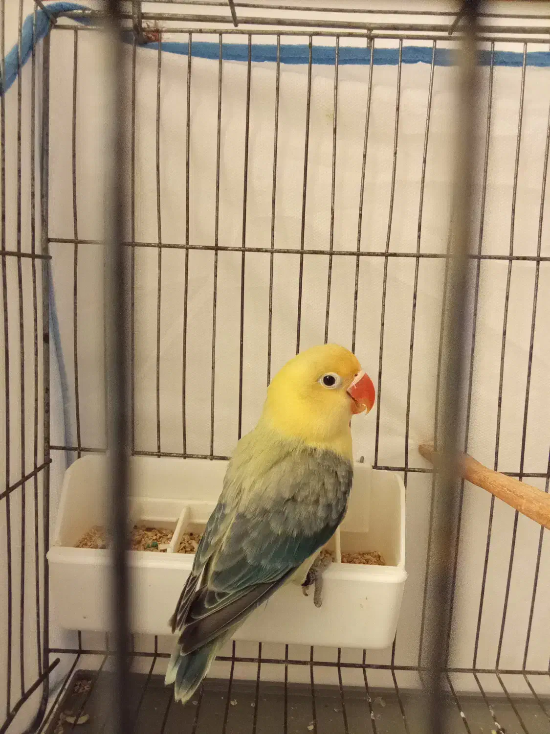 طوطی برزیلی|پرنده|رشت, پل تالشان|دیوار