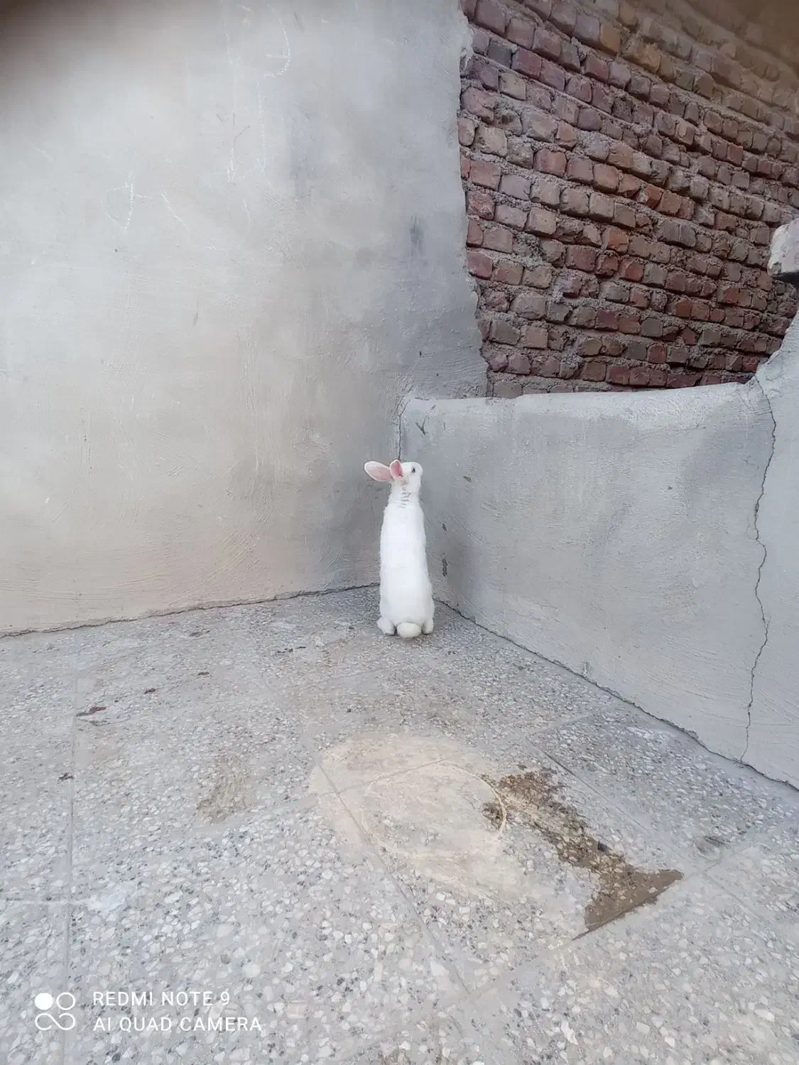 خرگوش نر|موش و خرگوش|زاهدان, |دیوار