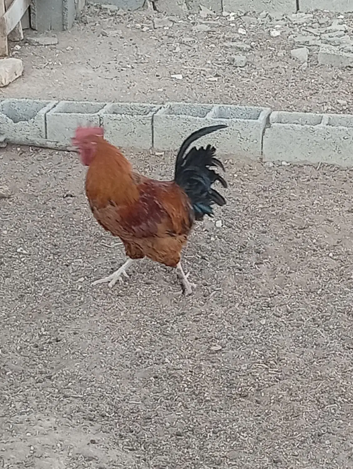 خروس|پرنده|نیریز, |دیوار