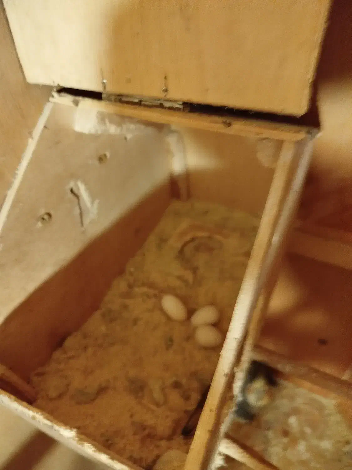 عروس هلندی با تخم|پرنده|نوشهر, |دیوار