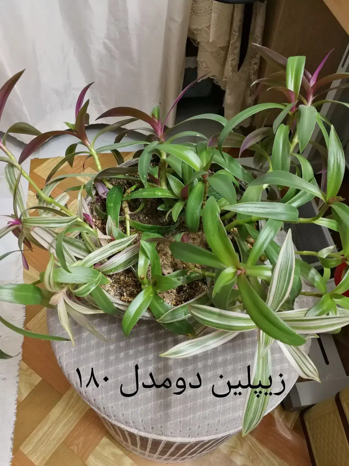 گلهای طبیعی ومصنوعی|گل مصنوعی|اصفهان, عسگریه|دیوار