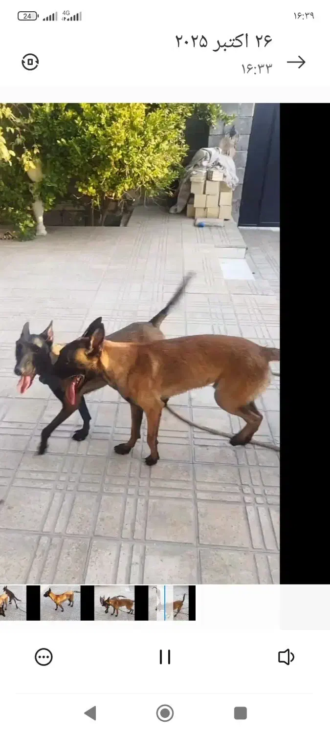 سگ مالینیوز|سگ|بندرعباس, |دیوار