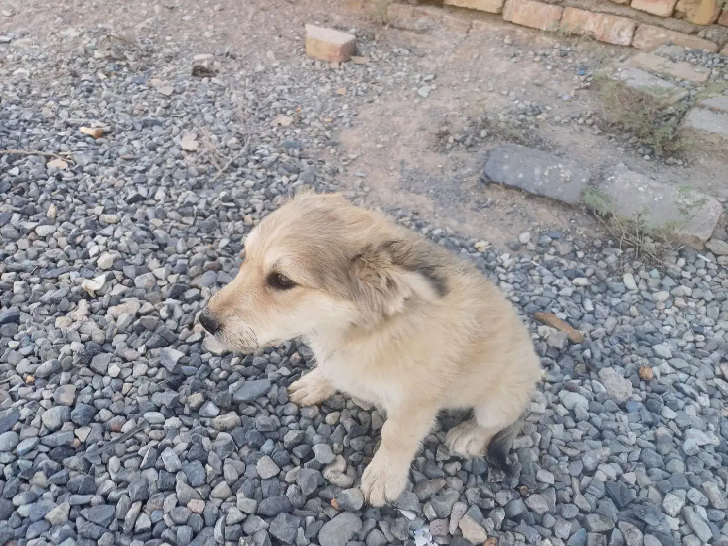 سگ پا کوتاه نر|سگ|کهریزک, |دیوار