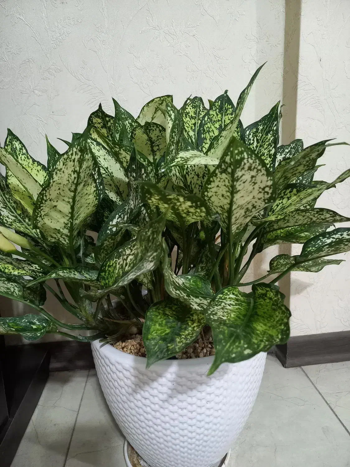 اگلونما برفی زینتی وباشکوه وگل مرجان|گل و گیاه طبیعی|شیراز, زرهی|دیوار