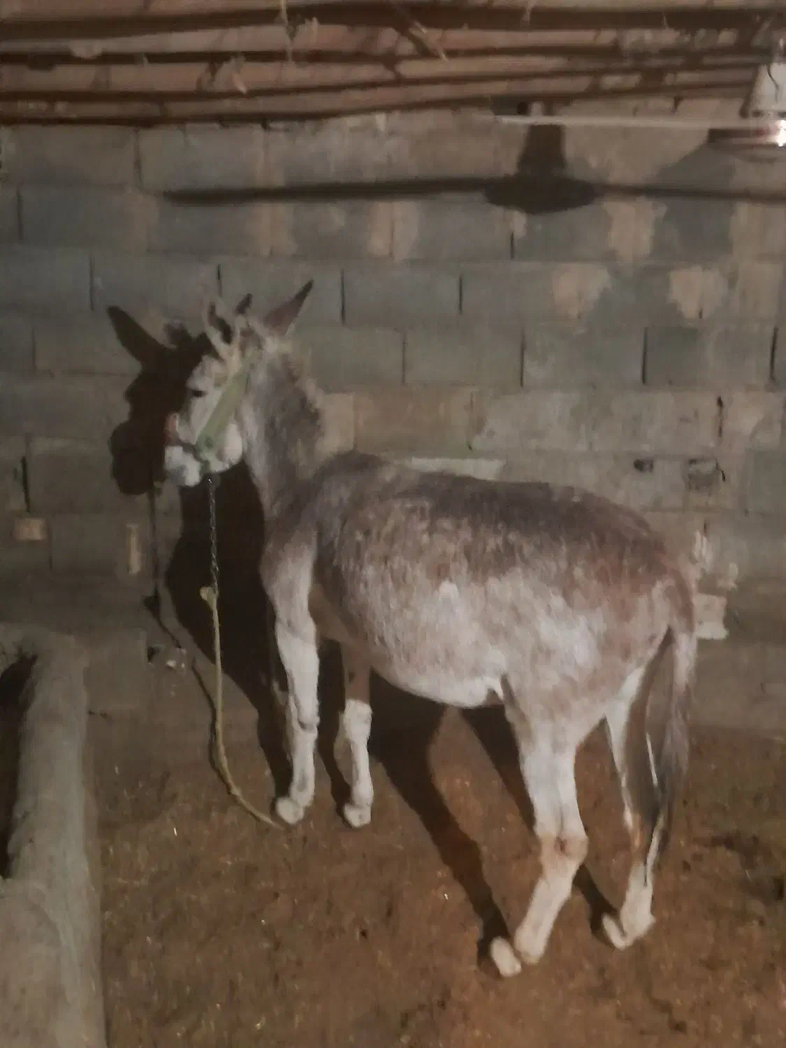 خر جوون برای بار بری|حیوانات مزرعه|لردگان, |دیوار