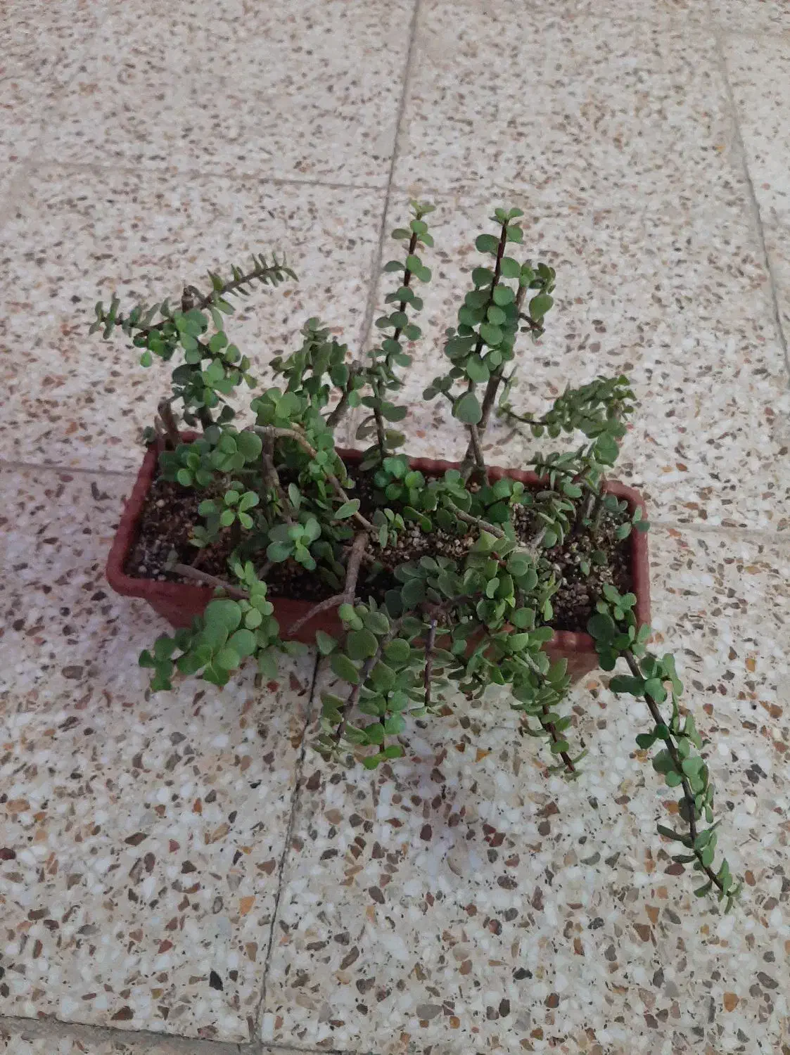 کاکتوس زیبا|گل و گیاه طبیعی|شاهین‌شهر, اقبال لاهوری|دیوار