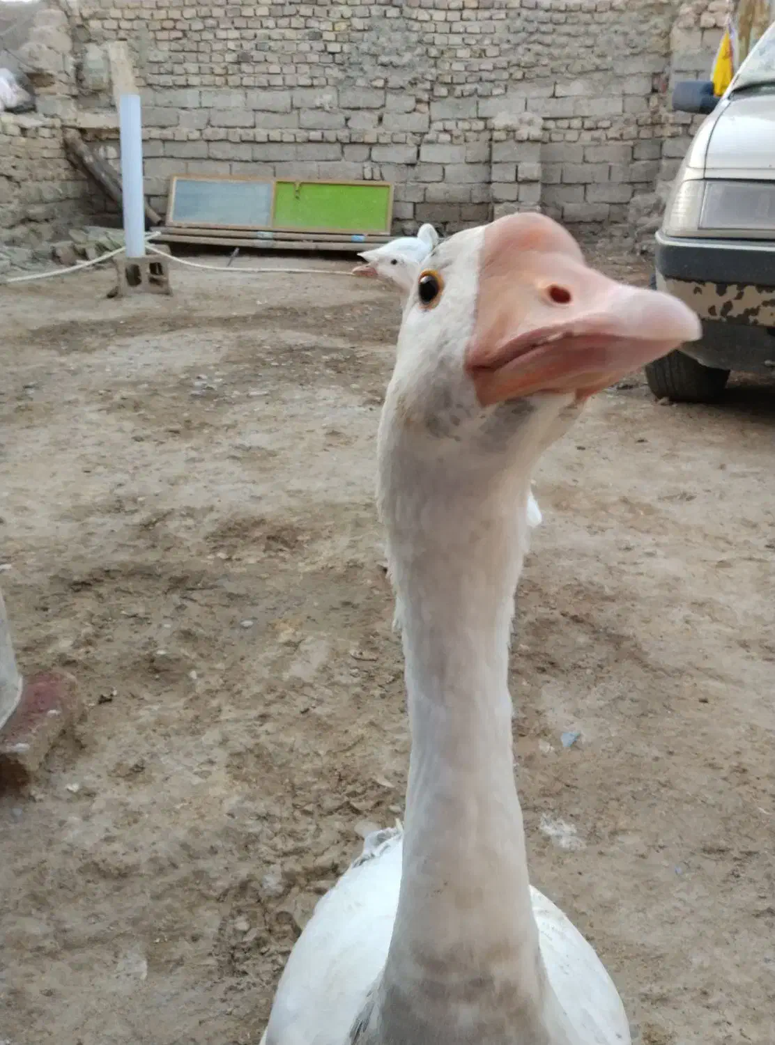 یک جفت قوقاز اوکراینی دو میلیون 700|حیوانات مزرعه|زابل, |دیوار