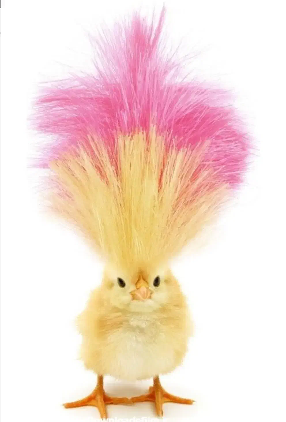 امور اداری و دفتری|استخدام اداری و مدیریت|قائمشهر, |دیوار