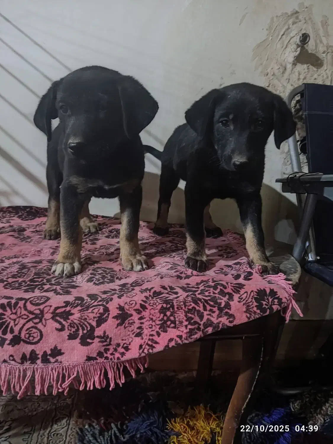 واگذاری دو عدد سگ دو رگه (دوبرمن،شکاری)|سگ|شیراز, فرهنگ شهر|دیوار