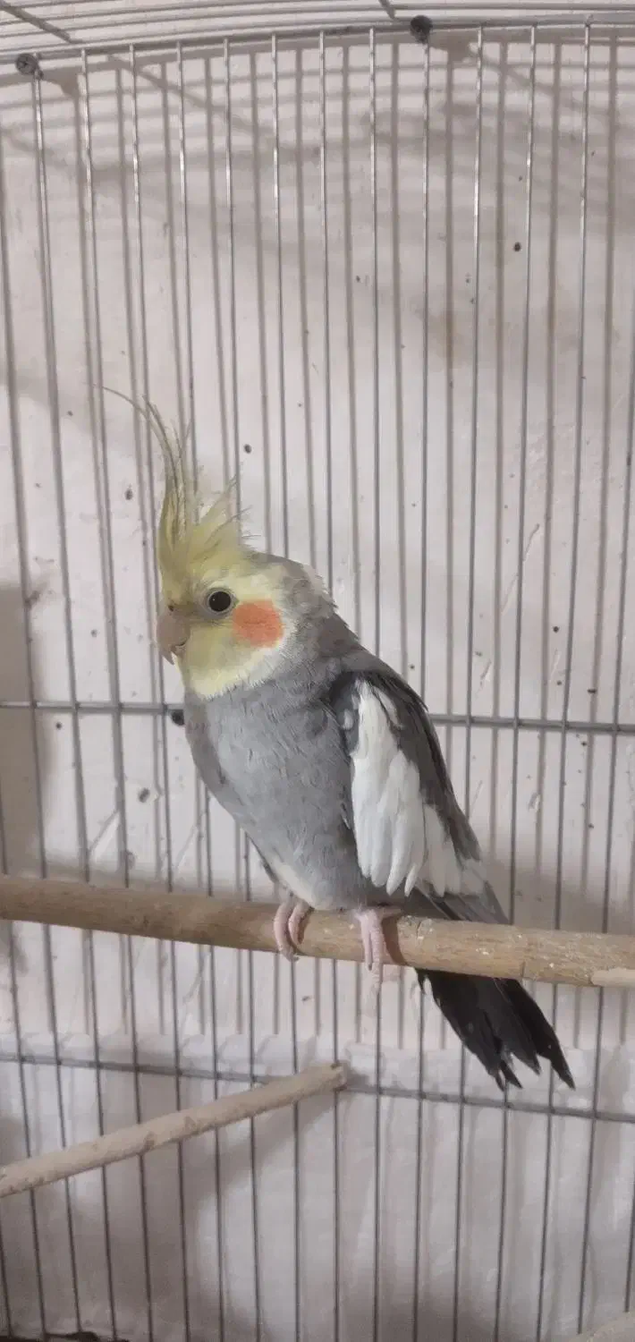 عروس هلندی نر معاوضه هم دارم با ماده|پرنده|ماکو, |دیوار