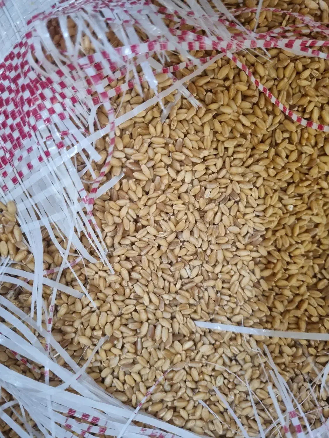 فروشی گندم بذری|عمده‌فروشی|آبش احمد, |دیوار